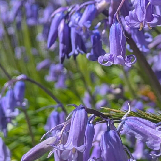 Spring Blue bells at Troedyrhiw Cardigan West Wales